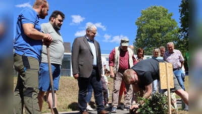 Landrat Richard Reisinger, Bürgermeister Stefan Frank und Martin Sachsenhauser, Vorstandsmitglied der VR-Bank Amberg-Sulzbach, leiteten die Anpflanzungder vom Stadtmagazin Rosenbladl gestifteten Coral Lions-Rose. Sie wird in einigen Jahren zusammen mit den anderen Rosen ein wunderschönes Spalier an der Abfahrt zum Schulmuseum bilden. (Bild: Heidi Franitza)