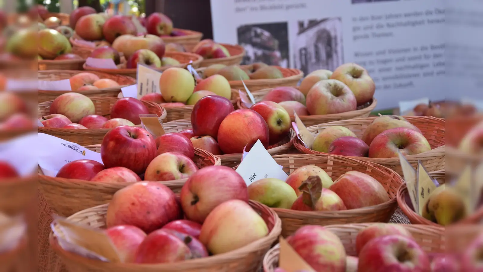 Verschieden Apfel-Sorten (Bild: Johanna Härtl)
