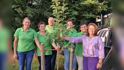 Das Geburtstagsgeschenk vom Markt Wernberg-Köblitz, ein Danzinger Kantapfel, konnten 2.Bürgermeisterin und ein Teil der Vorstandschaft zum 10jährigen Jubiläum einpflanzen . (Bild: Brigitte Klinger)
