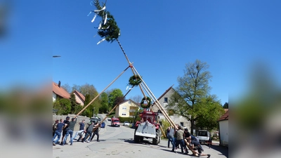  Mit Schwalben, Stärke, Hauruck und dem Bulldog wurde der Maibaum aufgestellt. (Bild: Sieglinde Schärtl)