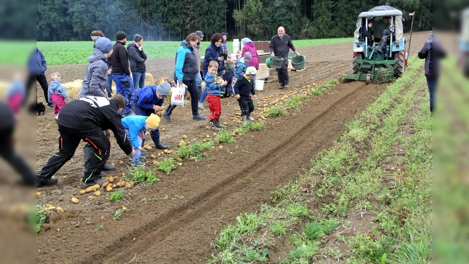 Mit Begeisterung waren Kinder und Erwachsene beim Kartoffelklauben dabei und konnten eine Ernte auf dem Acker erleben – eine Chance, die sich nur mehr selten bietet. (Bild: Irmgard Glaser)