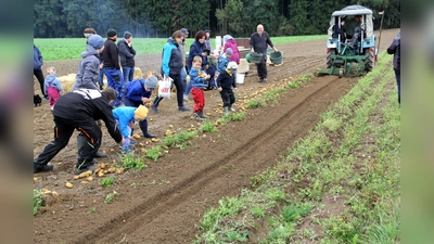 Mit Begeisterung waren Kinder und Erwachsene beim Kartoffelklauben dabei und konnten eine Ernte auf dem Acker erleben – eine Chance, die sich nur mehr selten bietet. (Bild: Irmgard Glaser)