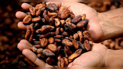 Kakaobohnen (Bild: Pixabay)