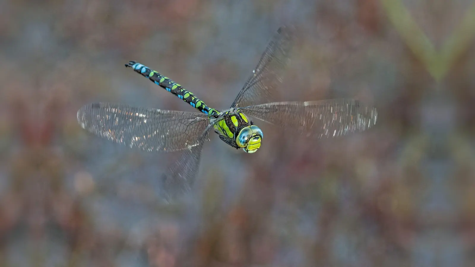Blaugrüne Mosaikjungfer (Bild: Roland Bönisch)