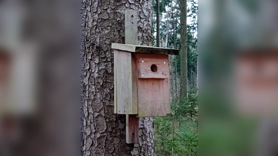 Nistkasten. (Bild: Andrea Wührl)