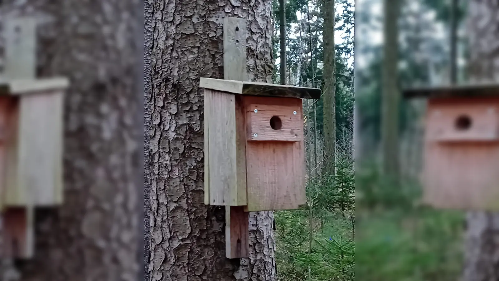 Nistkasten. (Bild: Andrea Wührl)