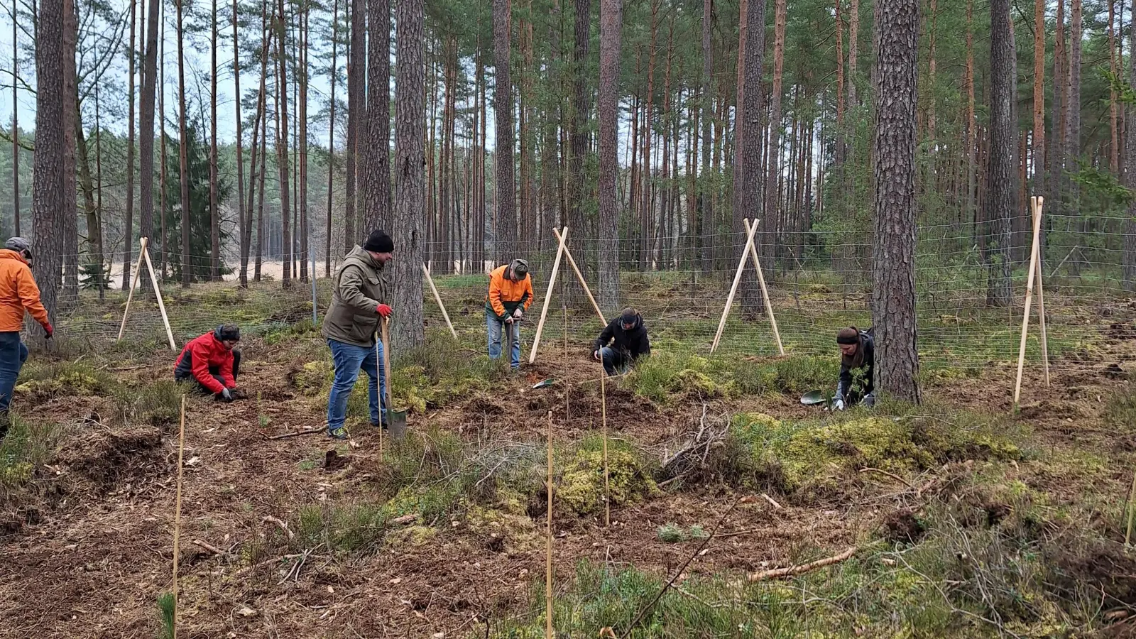 Waldwirtschaft (Bild: Walther Hermann )