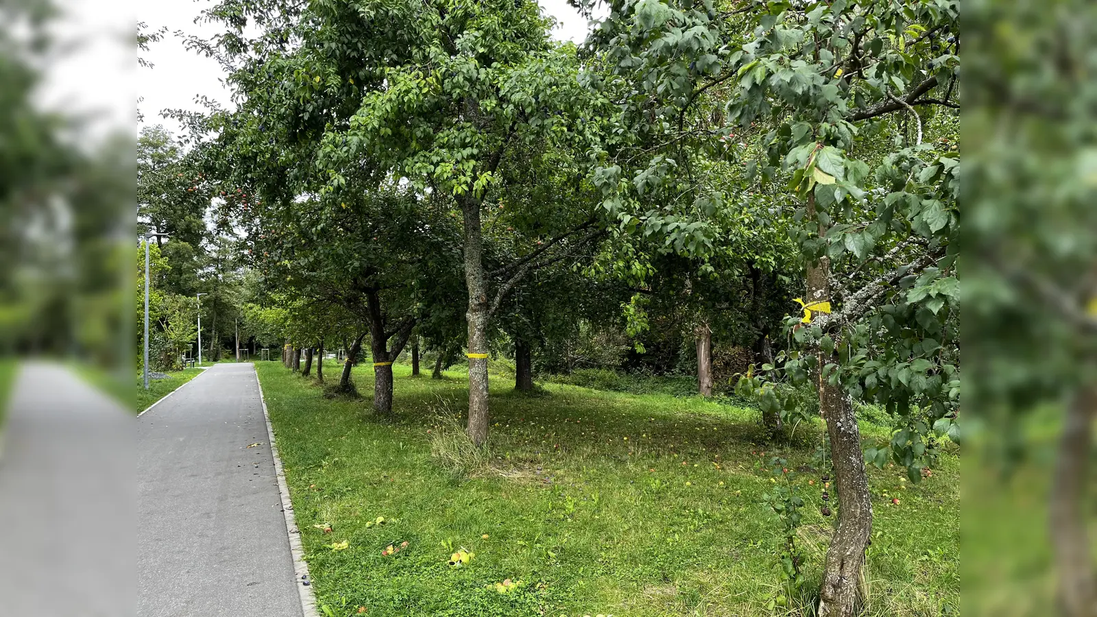 Streuobstwiese am Eschenbachweg beim OGV Vereinsgarten (Bild: Petra Engelmann)