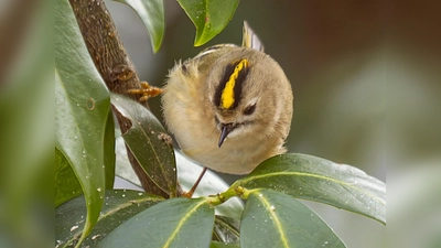 Das Wintergoldhähnchen ist nur selten nah genug für ein Foto. Hören kann man es aber oft.  (Bild: Norbert Vetter )