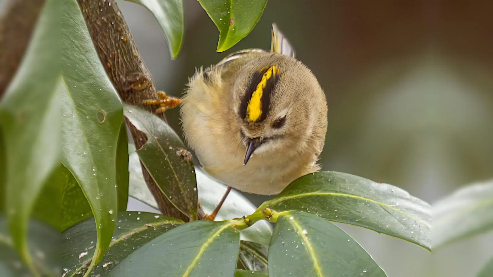 Das Wintergoldhähnchen ist nur selten nah genug für ein Foto. Hören kann man es aber oft.  (Bild: Norbert Vetter )