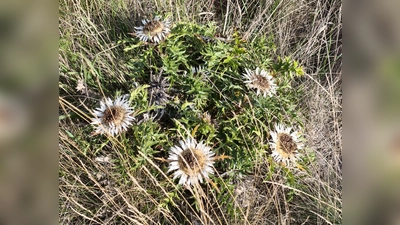 Silberdistel auf der Hierlplatte (Bild: Hildegund Domanits)