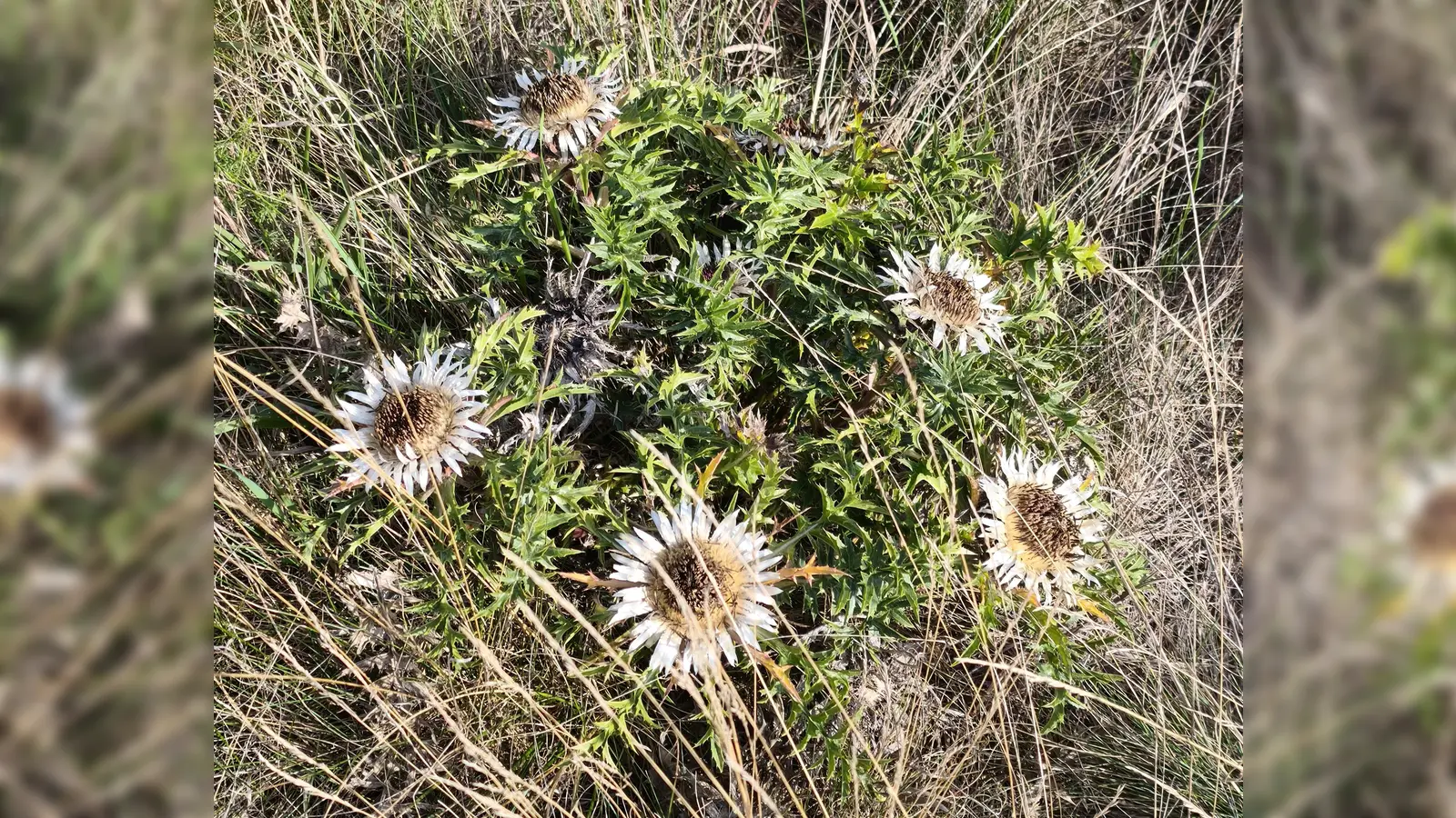 Silberdistel auf der Hierlplatte (Bild: Hildegund Domanits)