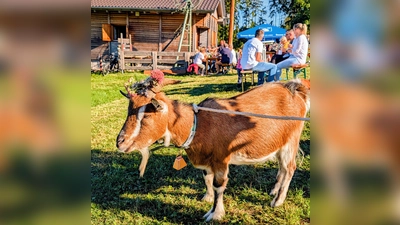 Festlich geschmückt ist „Frizti” bereit für den Almabtrieb (Bild: Johannes Rumpler)