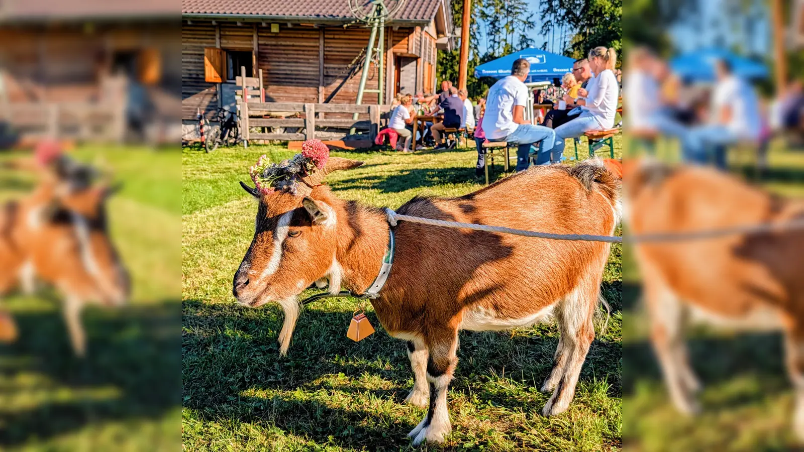 Festlich geschmückt ist „Frizti” bereit für den Almabtrieb (Bild: Johannes Rumpler)