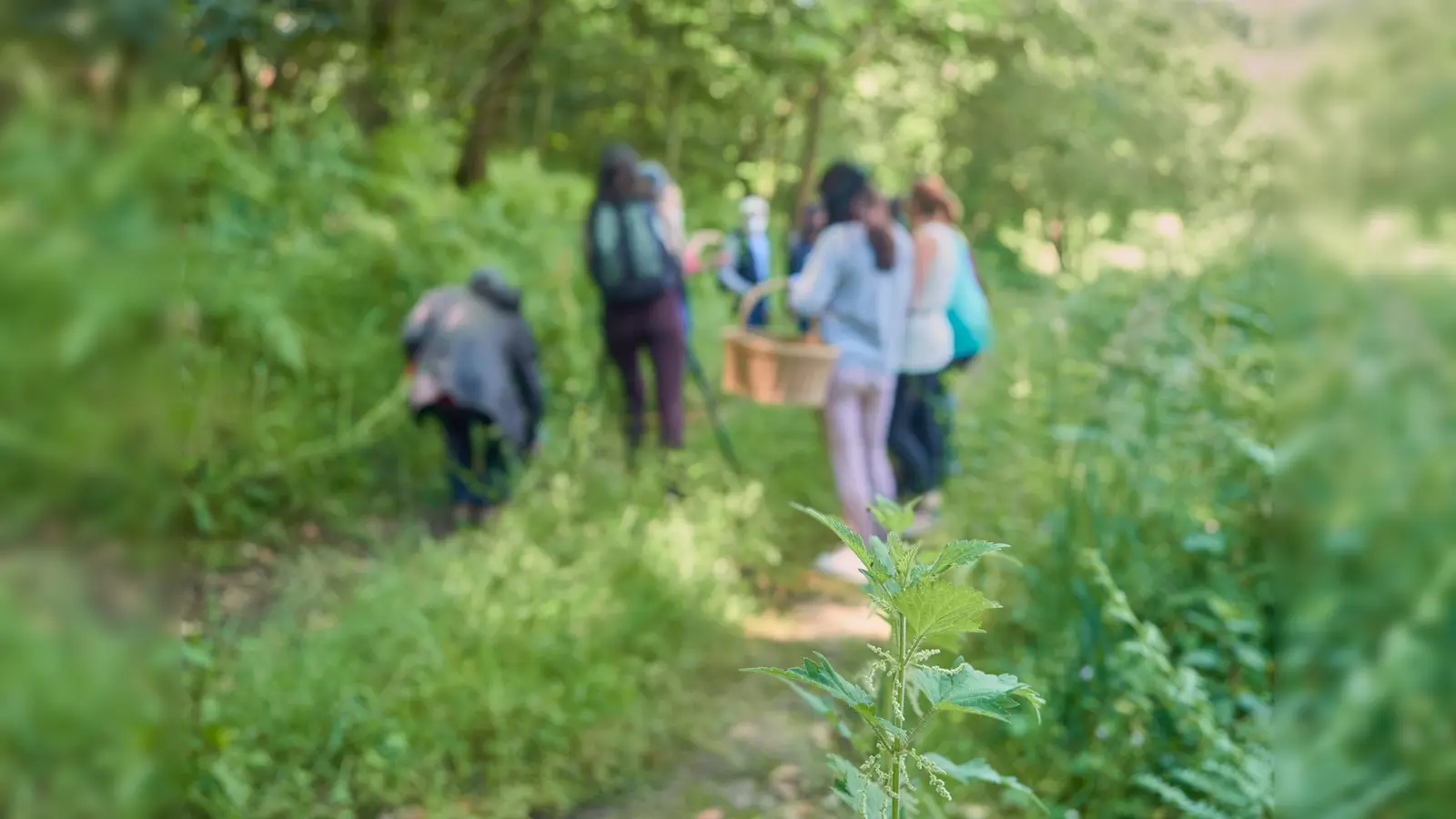  Kräuterwanderung (Bild: iStock_Ana Lopez Fernandez)