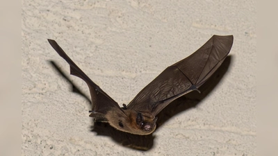 Fledermaus im Flug genial erwischt von Hobby-Naturfotograf Norbert Vetter. (Bild: Norbert Vetter )