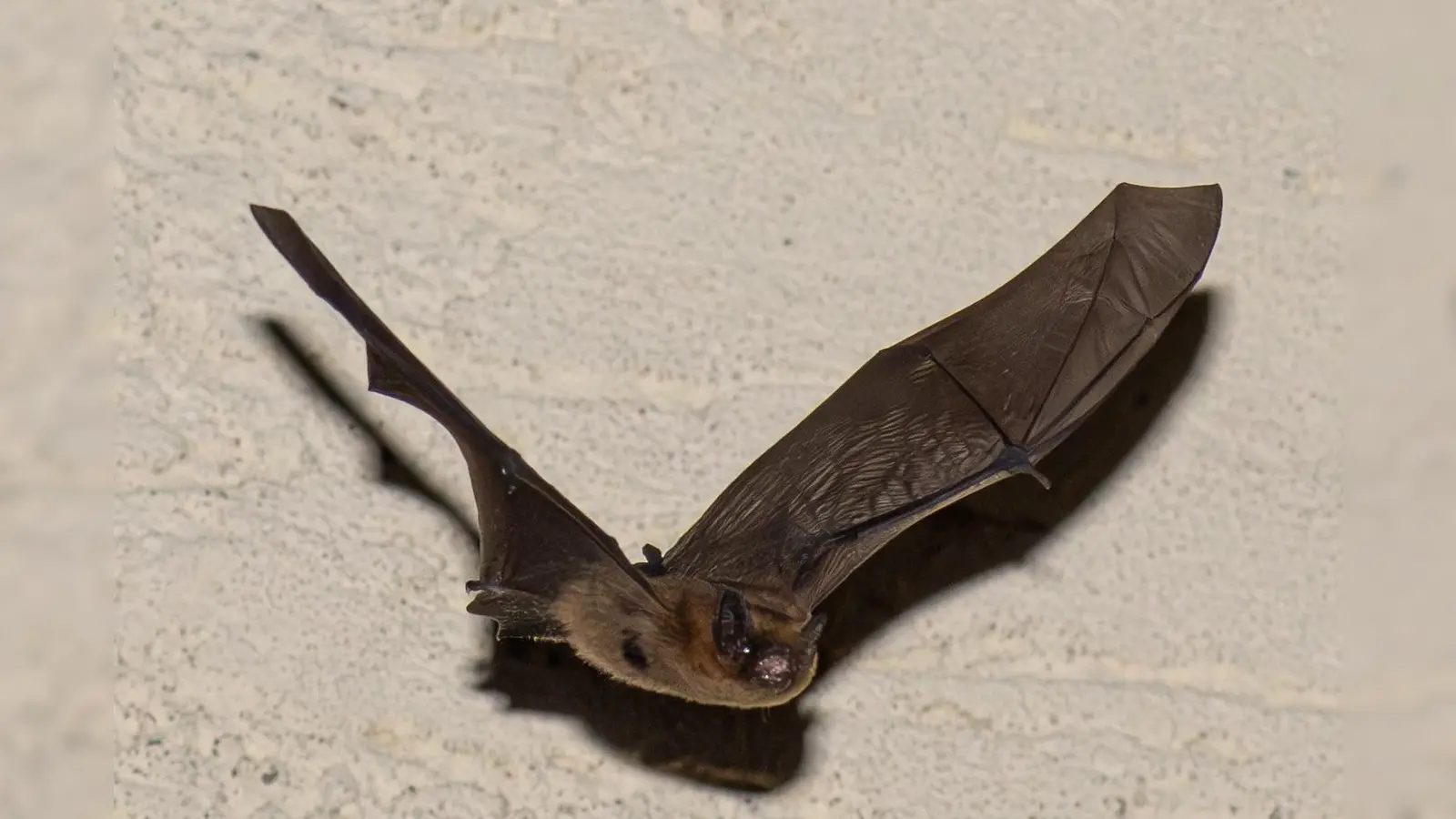 Fledermaus im Flug genial erwischt von Hobby-Naturfotograf Norbert Vetter. (Bild: Norbert Vetter )