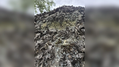 Ein Überlebenskünstler auf Felsen: Die Pustelflechte (Lasallia pustulata) übersteht extreme Trockenheit und erwacht nach Regenfällen innerhalb kurzer Zeit wieder zum Leben. (Bild: Johannes Bradtka)