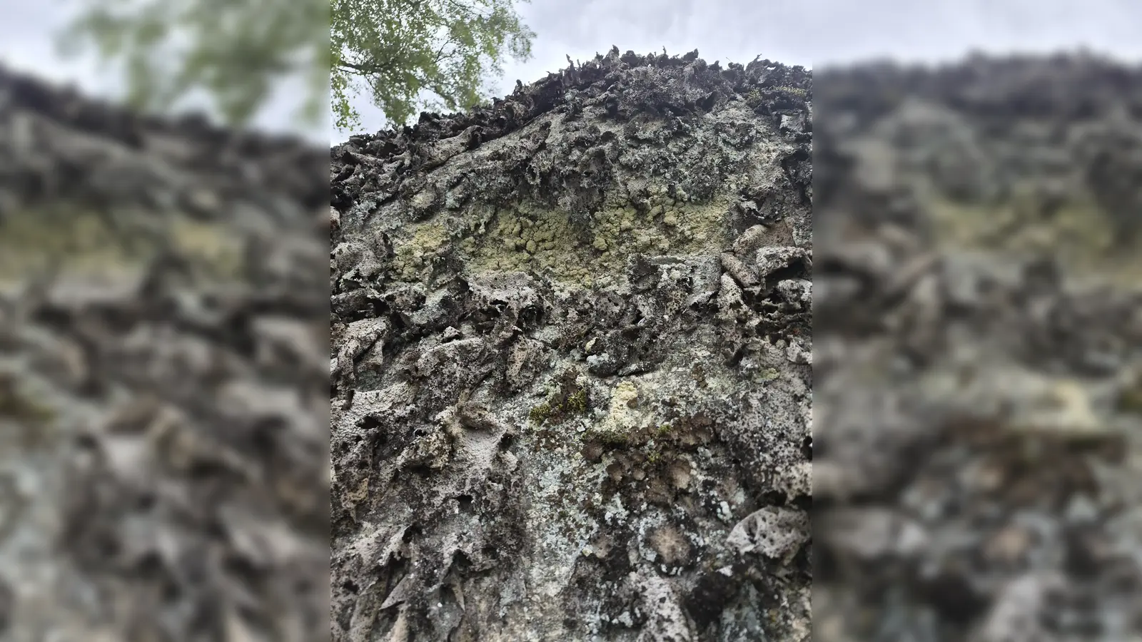 Ein Überlebenskünstler auf Felsen: Die Pustelflechte (Lasallia pustulata) übersteht extreme Trockenheit und erwacht nach Regenfällen innerhalb kurzer Zeit wieder zum Leben. (Bild: Johannes Bradtka)