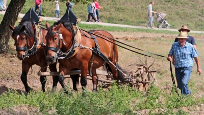 Die Museumspferde Leo und Fonse beim Kartoffelgraben im Jahr 2018.  (Bild: Elisabeth Götz/exb)