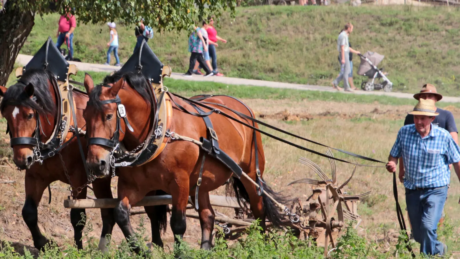 Pferde bei der Arbeit im Freilandmuseum Oberpfalz. (Bild: Sabine Schwab)