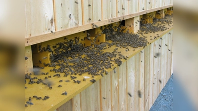 Wenn es vor den Bienenstöcken so aussieht ist meist eine gute Honigtracht und die Schwarmstimmung steigt. Die ersten Schwärme sind bereits abgegangen.  (Bild: Martin Müller)