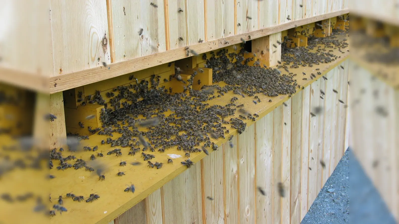 Wenn es vor den Bienenstöcken so aussieht ist meist eine gute Honigtracht und die Schwarmstimmung steigt. Die ersten Schwärme sind bereits abgegangen.  (Bild: Martin Müller)