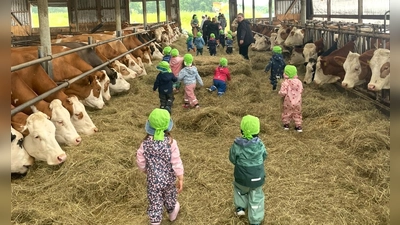 Krippenkinder der „Arche Noah” besuchen die Kühe im Stall. (Bild: Andrea Meier)