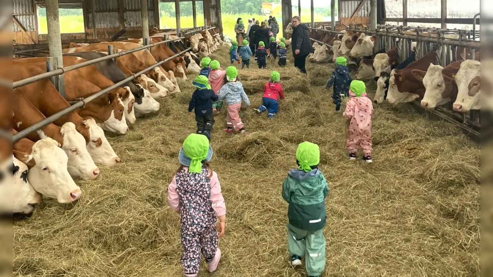 Krippenkinder der „Arche Noah” besuchen die Kühe im Stall. (Bild: Andrea Meier)