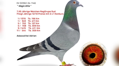 Die schnellste Taube aus dem Schlag von Adrian Adascalitei (Bild: Markus Duschner)