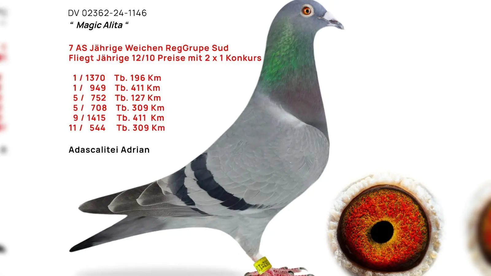 Die schnellste Taube aus dem Schlag von Adrian Adascalitei (Bild: Markus Duschner)