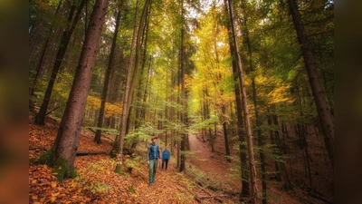 Raus ins Bunte: Goldene Herbsttage laden regelrecht zum Wandern ein. (Bild: Peter Neunteufel)