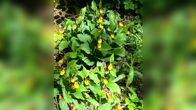 Frauenschuhblüte. (Bild: Anna Gottschalk)