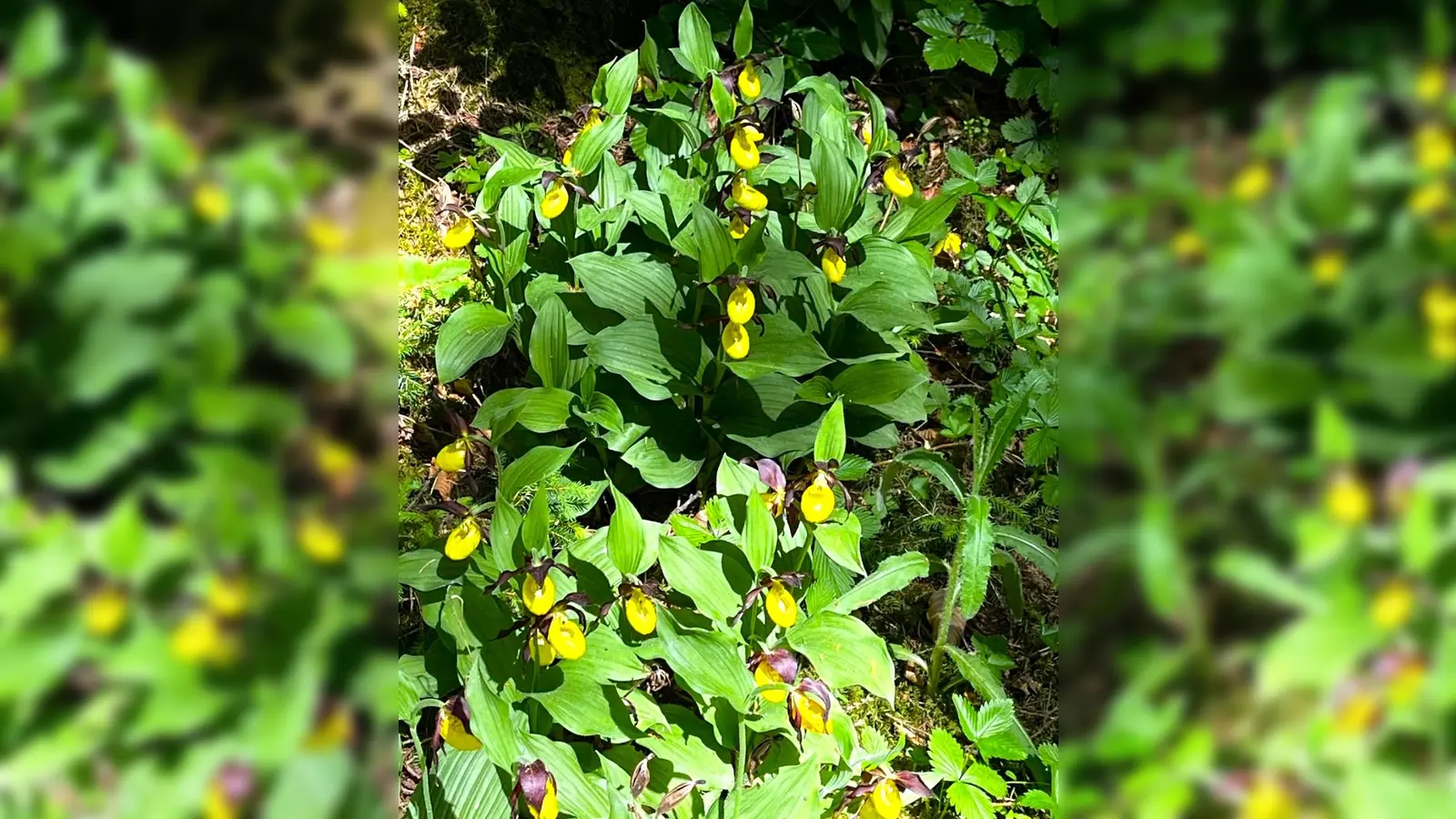 Frauenschuhblüte. (Bild: Anna Gottschalk)