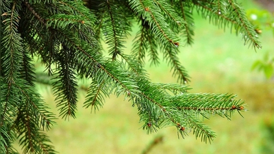 Beispielbild für Workshop „Auf den Spuren der Düfte des Waldes - Dampfdestillation” (Bild: Pixabay)