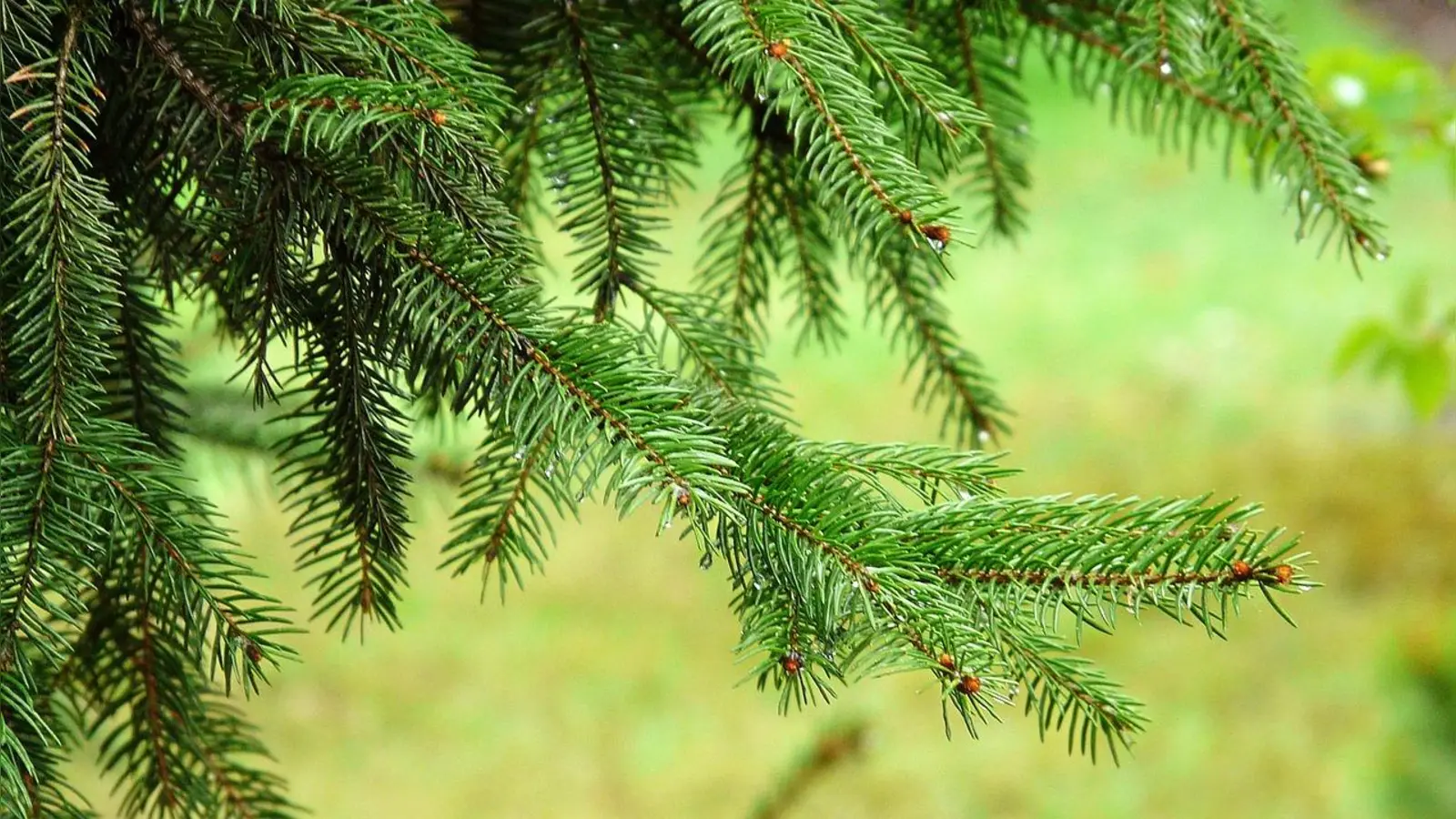 Beispielbild für Workshop „Auf den Spuren der Düfte des Waldes - Dampfdestillation” (Bild: Pixabay)