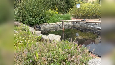 Kneipp-Becken im Kloster- und Naturerlebnisgarten (Bild: Andrea Wührl)