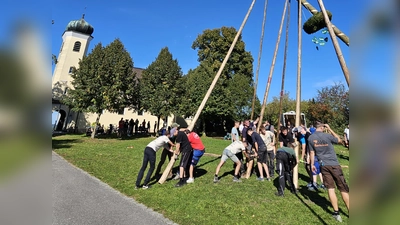 Muskelschmalz war gefordert um die stattliche Fichte in die Senkrechte zu bringen (Bild: Markus Hubmann)