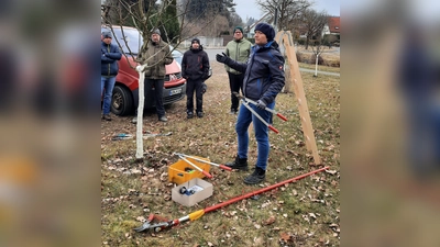 Erziehungsschnitt junger Obstbäume (Bild: Doris Deubzer)