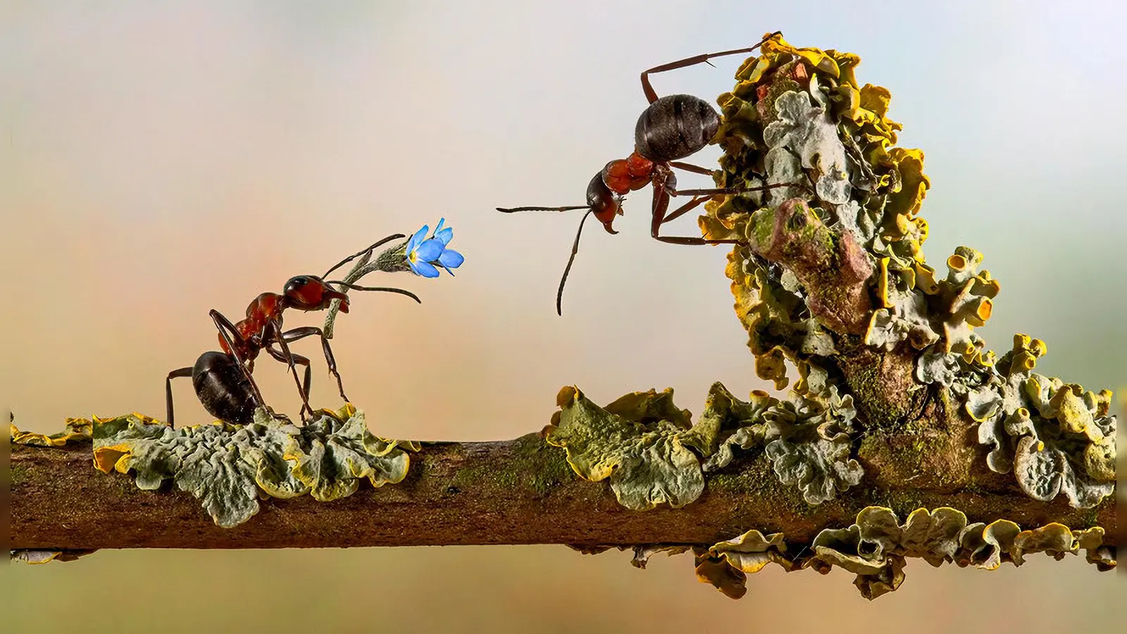 Für das Bild „der Antrag” bekam Max Striegl bei der Deutschen Fotomeisterschaft eine Medaille. (Bild: Max Striegl)