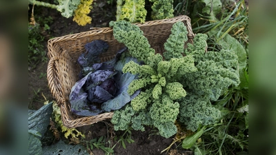 Ein Korb mit Kraut aus dem eigenen Garten. (Bild: Daniel Delang)