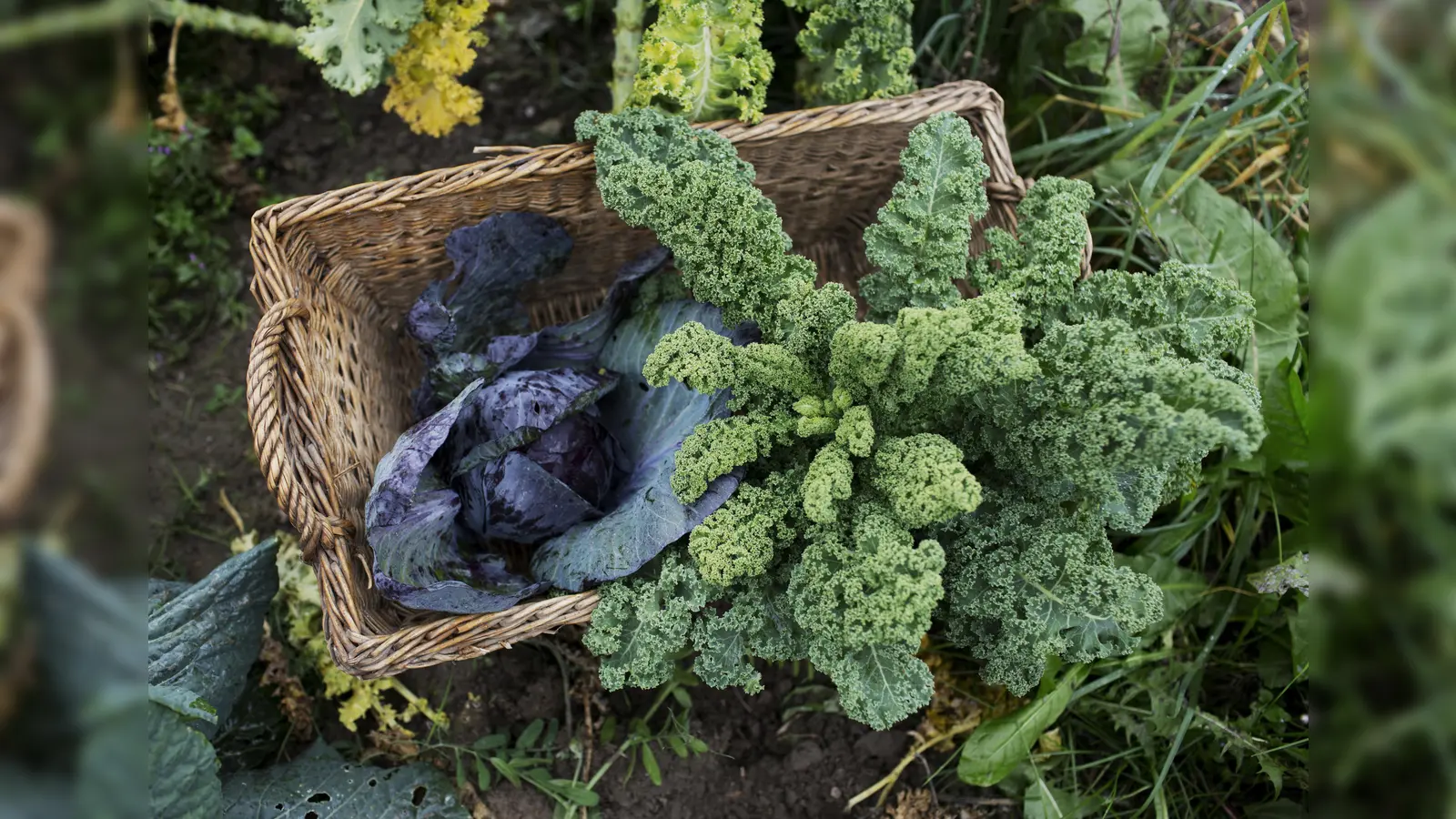Ein Korb mit Kraut aus dem eigenen Garten. (Bild: Daniel Delang)