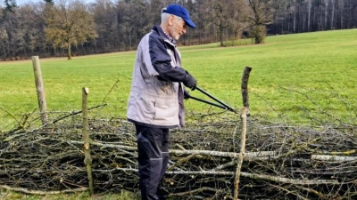 Derzeit legen Mitglieder der Ortsgruppe Amberg-Kümmersbruck eine Benjeshecke an der Ostseite der Wiese an. (Bild: Rolf Künstler)