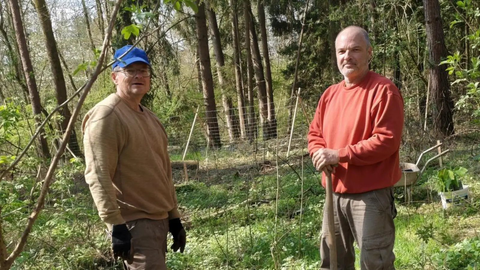 Vorsitzender Reinhold Wilterius und Uwe Harasko bei der Neupflanzung zukunftstauglicher Baumarten. (Bild: Rainer Knoll)