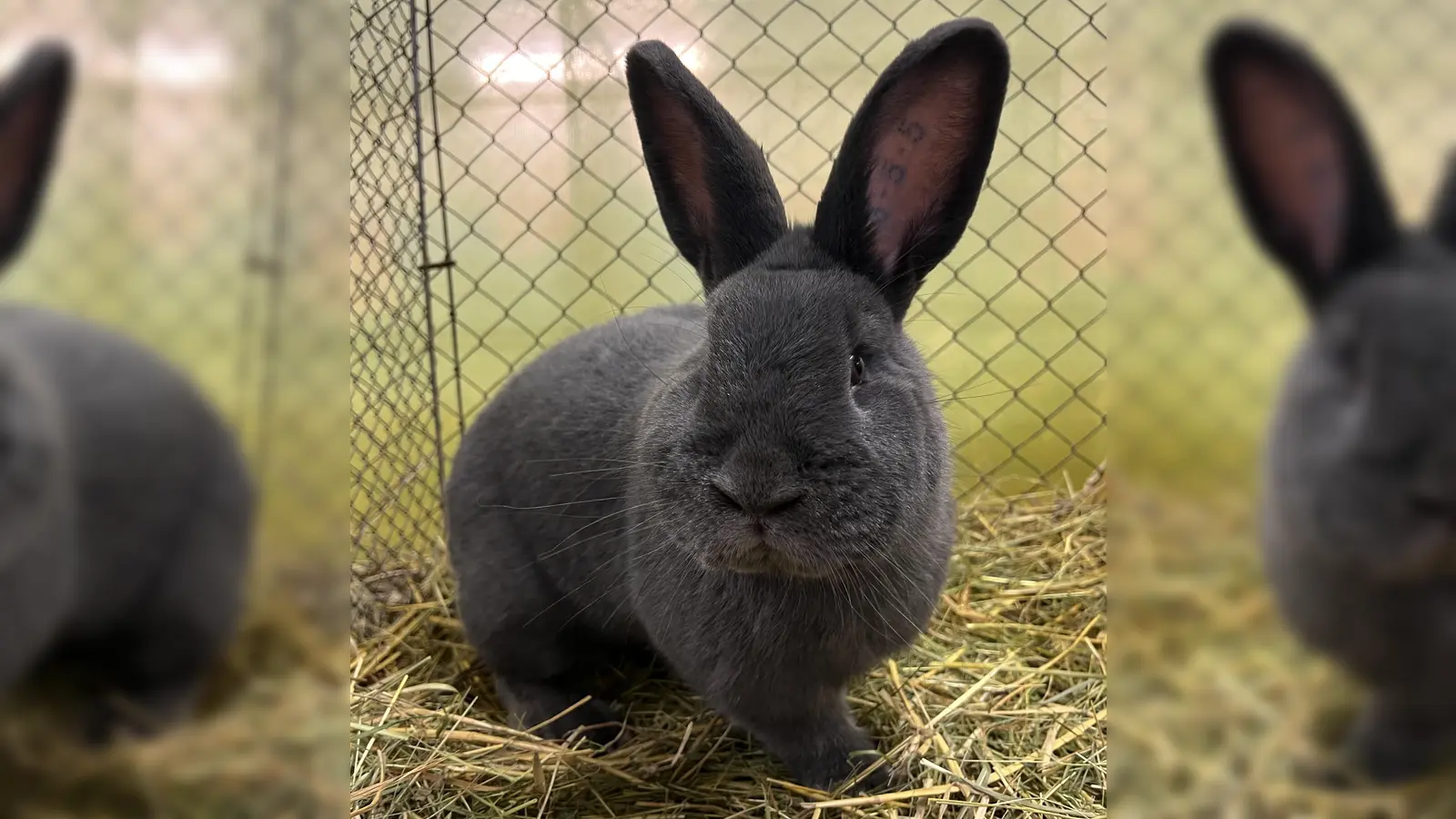 Das beste 01, Kaninchen Wiener blau der Jugend von Paula Nürnberger (Bild: Hermann Herger)