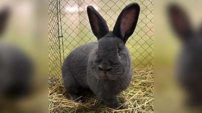 Das beste 01, Kaninchen Wiener blau der Jugend von Paula Nürnberger (Bild: Hermann Herger)