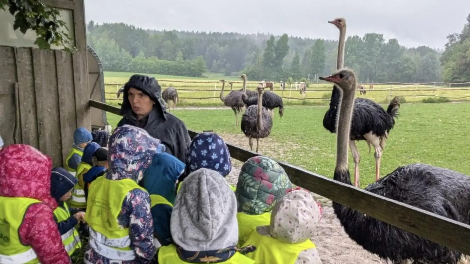 Interessiert betrachteten die Kinder die großen Vögel (Bild: Ursula Zimmermann)