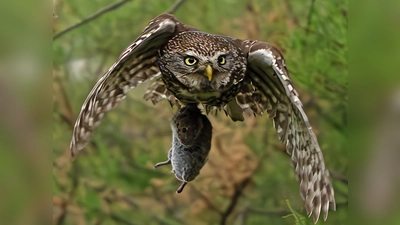 Eine Maus kommt bei dem Steinkauz auf den Tisch. Voraussetzung für einen solchen Schnappschuss sind Geduld, Wissen und die passende Fotoausrüstung. (Bild: Johanna Kerbeck-Zenz)