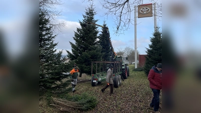 Abholden des Christbaum auf der Wiese von Thomas Kreinhöfner (Bild: Brigitte Kreinhöfner)