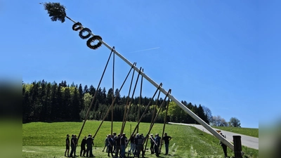 Maibaum 2026 Oberbernrieth. (Bild: Franz Völkl)